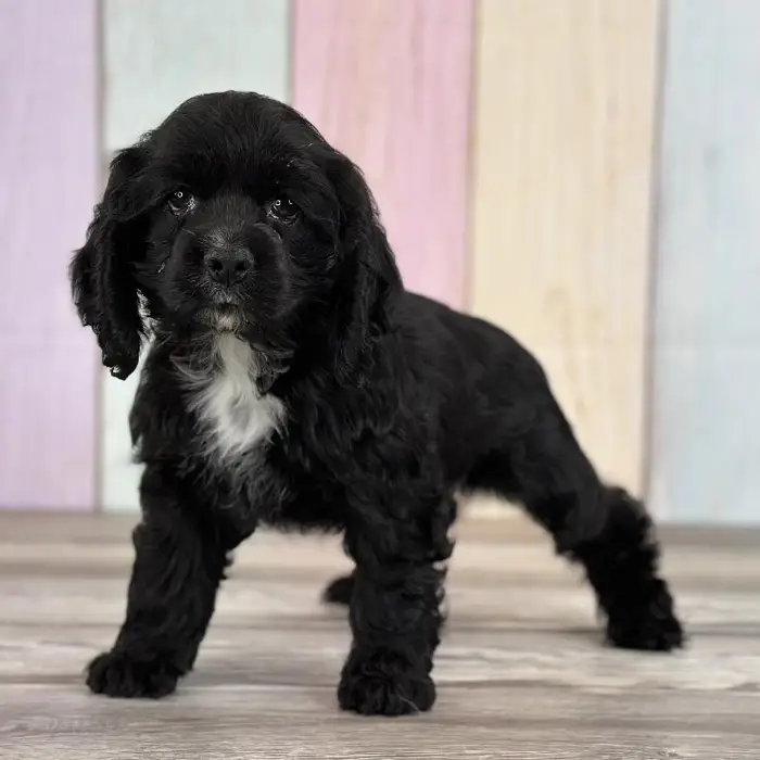 Female Cocker Spaniel Puppy for Sale in Indianapolis, IN