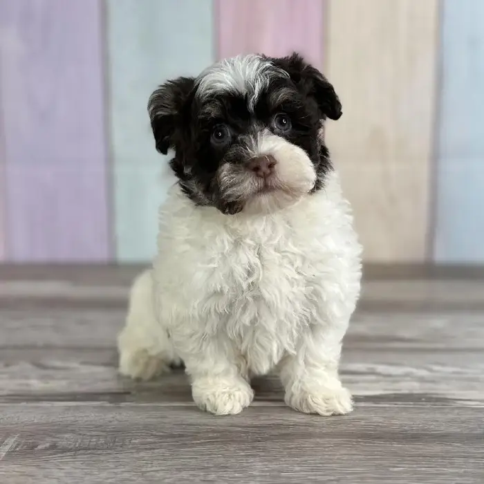 Female Havanese Puppy for Sale in Indianapolis, IN