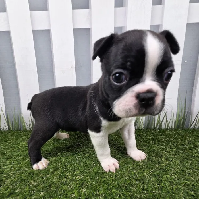Male Boston Terrier Puppy for Sale in Schererville, IN
