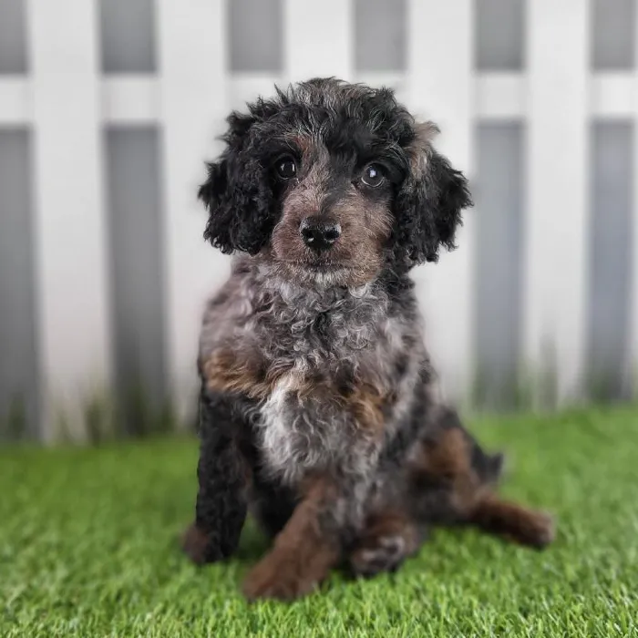 Male Cavapoo Puppy for Sale in Schererville, IN