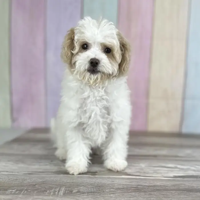 Male Maltipoo Puppy for Sale in Schererville, IN