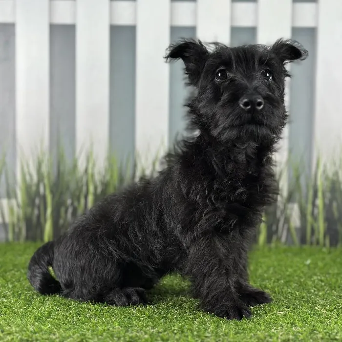 Male Scottish Terrier Puppy for Sale in Schererville, IN