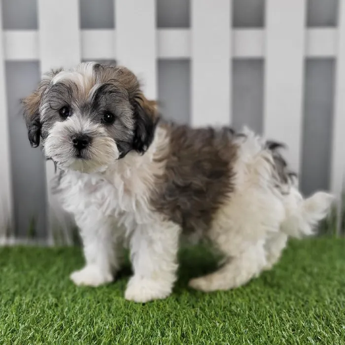 Male Coton-Poo Puppy for Sale in Schererville, IN