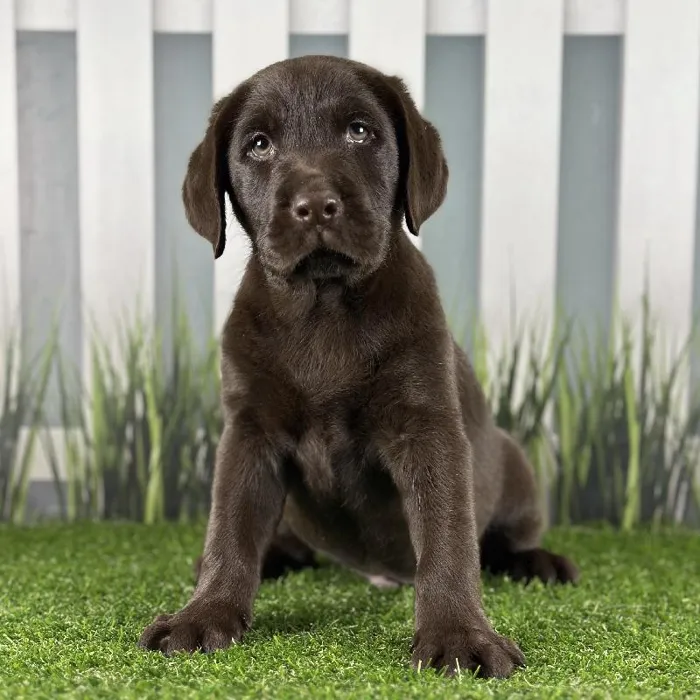 Male Labrador Retriever Puppy for Sale in Indianapolis, IN