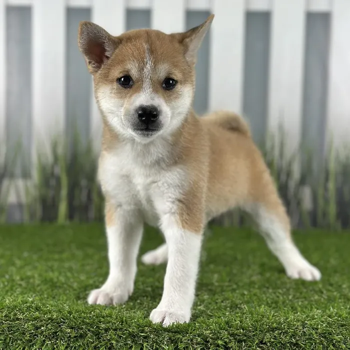 Male Shiba Inu Puppy for Sale in Indianapolis, IN