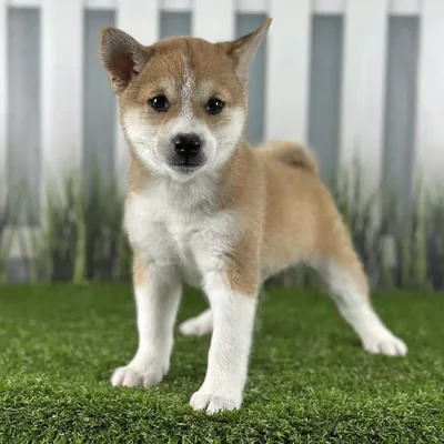 Male Shiba Inu Puppy for Sale in Indianapolis, IN