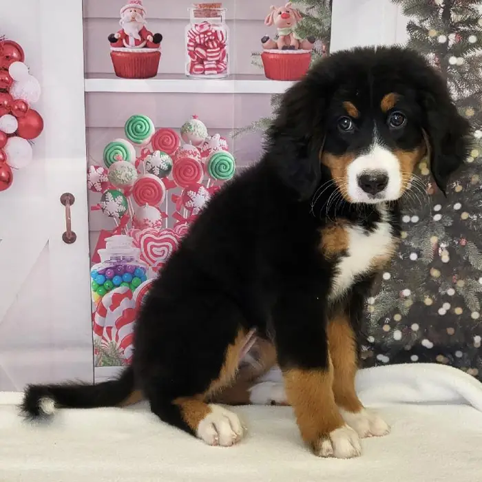 Female Bernese Mountain Dog Puppy for Sale in Indianapolis, IN