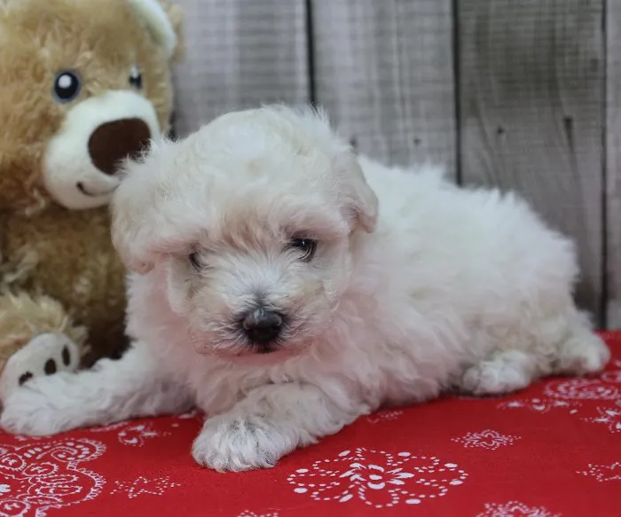 Male Maltipoo Puppy for Sale in Schererville, IN