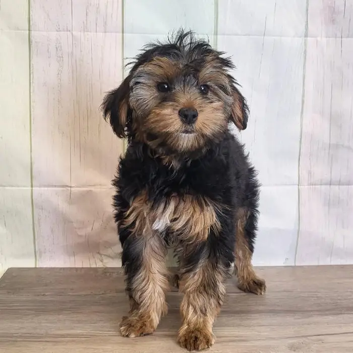 Female Yorkshire Terrier Puppy for Sale in Schererville, IN