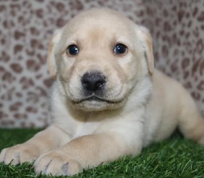Female Labrador Retriever Puppy for Sale in Schererville, IN