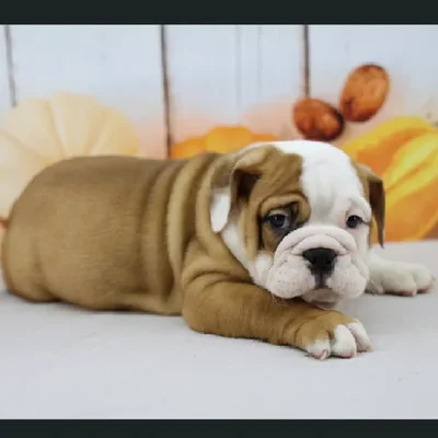 Male Victorian Bulldog Puppy for Sale in Schererville, IN