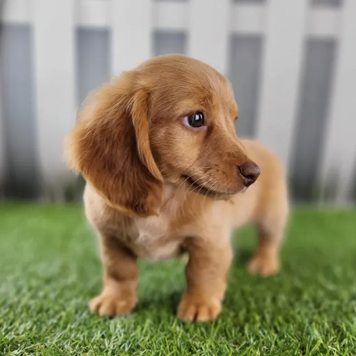 Female Miniature Dachshund Puppy for Sale in Schererville, IN