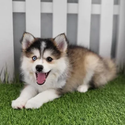 Female Pomsky Puppy for Sale in Schererville, IN