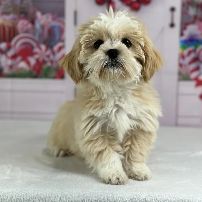 Female Lhasa Apso Puppy for Sale in Indianapolis, IN