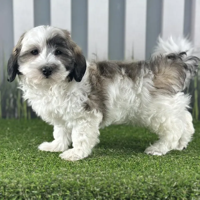 Male Coton De Tulear Puppy for Sale in Schererville, IN