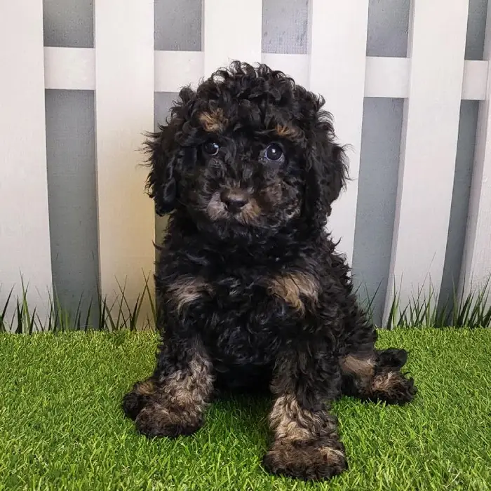 Male Cavapoo Puppy for Sale in Schererville, IN