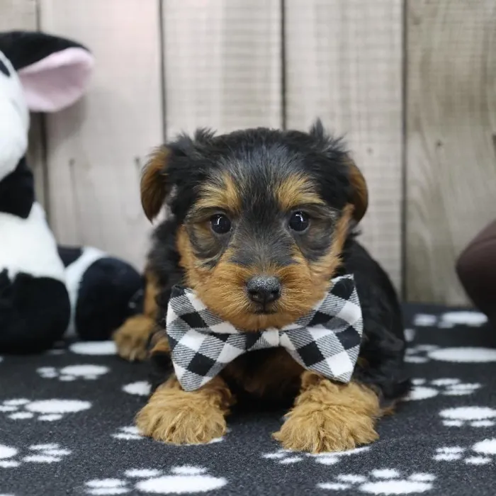 Male Yorkie-Poo Puppy for Sale in Schererville, IN