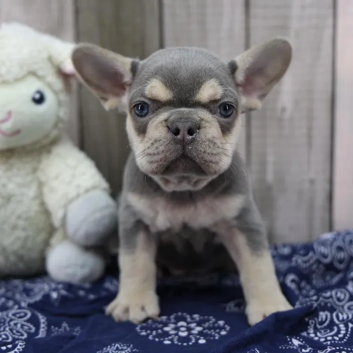 Female French Bulldog Puppy for Sale in Schererville, IN