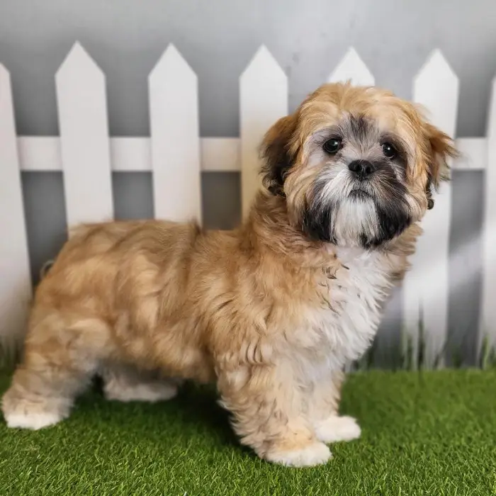 Male Lhasa Apso Puppy for Sale in Schererville, IN