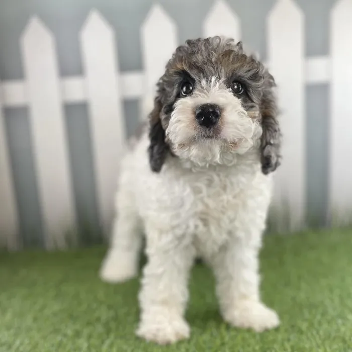 Female Miniature Bernedoodle Puppy for Sale in Schererville, IN