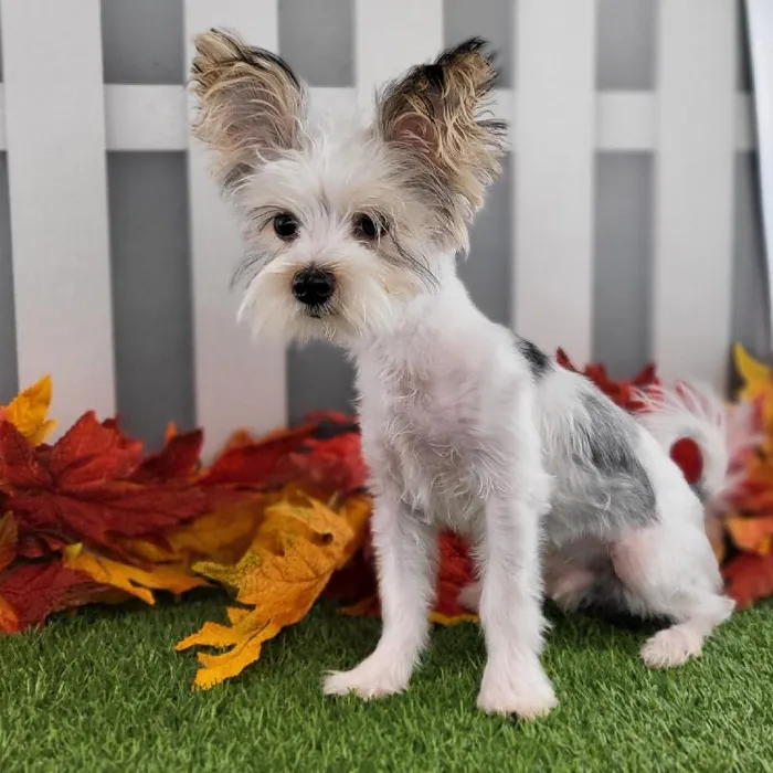 Male Morkie Puppy for Sale in Schererville, IN