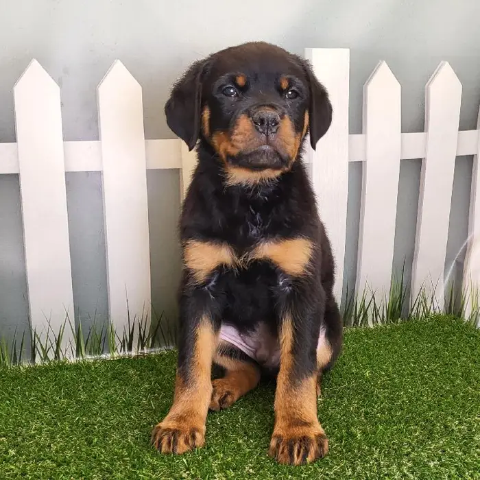 Male Rottweiler Puppy for Sale in Schererville, IN