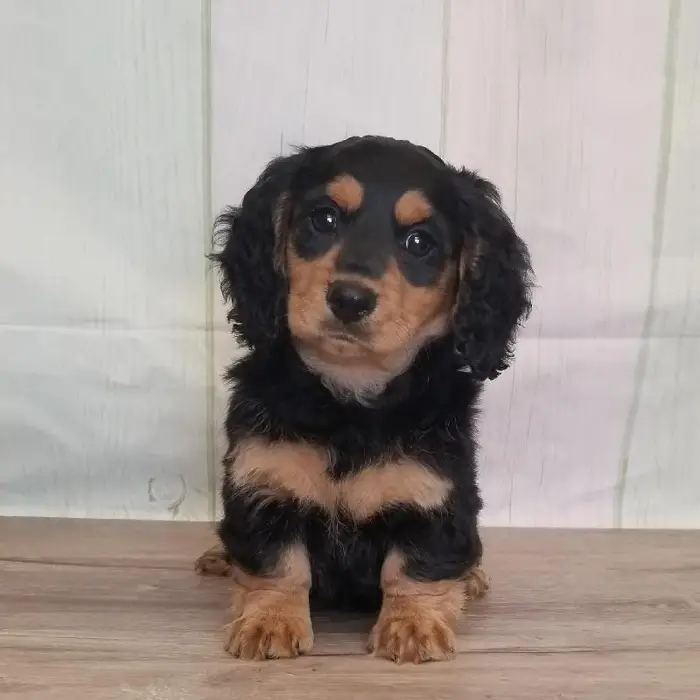 Female Miniature Dachshund Puppy for Sale in Schererville, IN