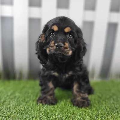 Female Cocker Spaniel Puppy for Sale in Schererville, IN