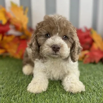 Male Cockapoo Puppy for Sale in Schererville, IN