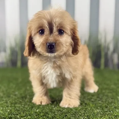 Female Cavapoo Puppy for Sale in Indianapolis, IN