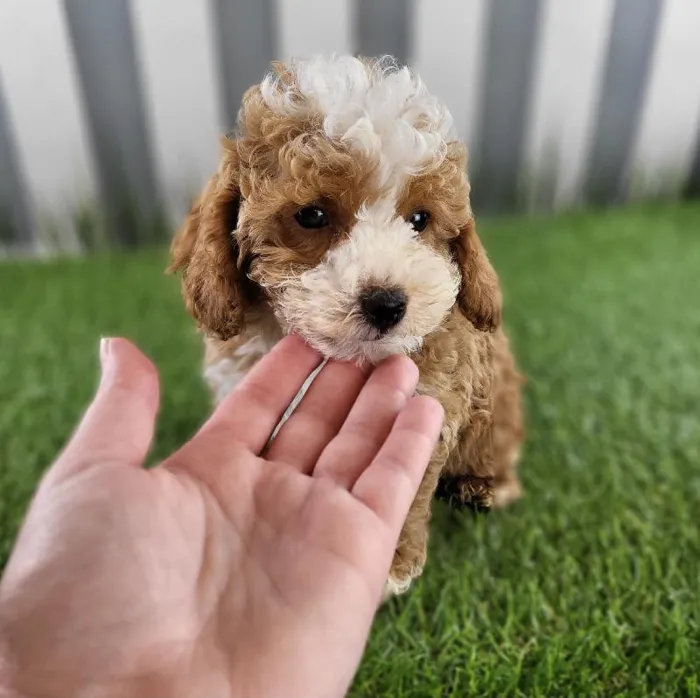 Male Toy Goldendoodle Puppy for Sale in Schererville, IN