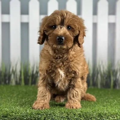 Male Miniature Goldendoodle Puppy for Sale in Indianapolis, IN