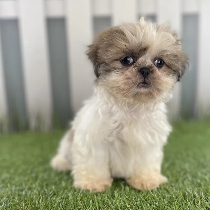 Female Shih Tzu Puppy for Sale in Schererville, IN