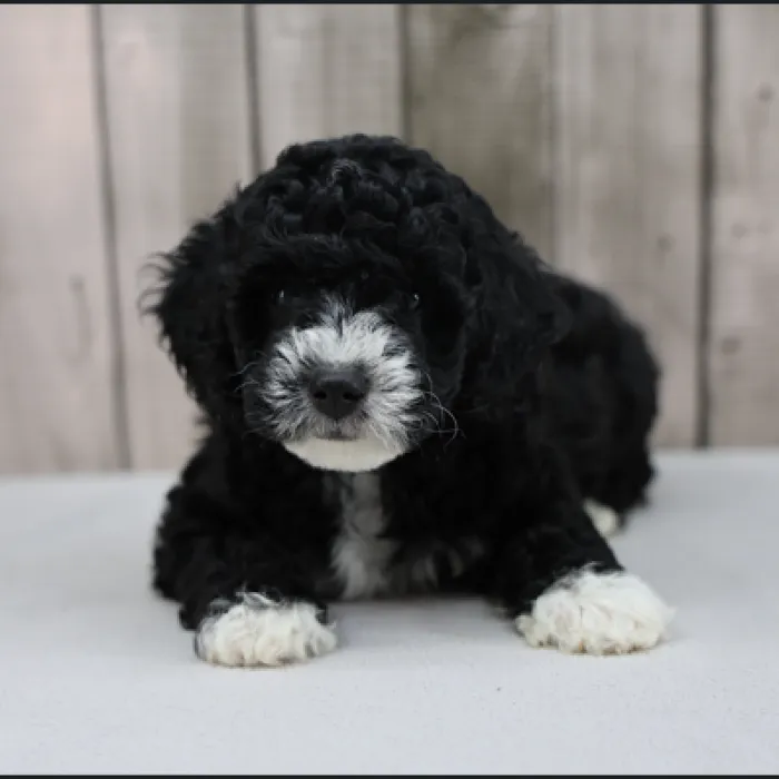 Female Miniature Goldendoodle Puppy for Sale in Schererville, IN