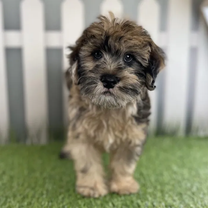 Male Miniature Whoodle Puppy for Sale in Schererville, IN