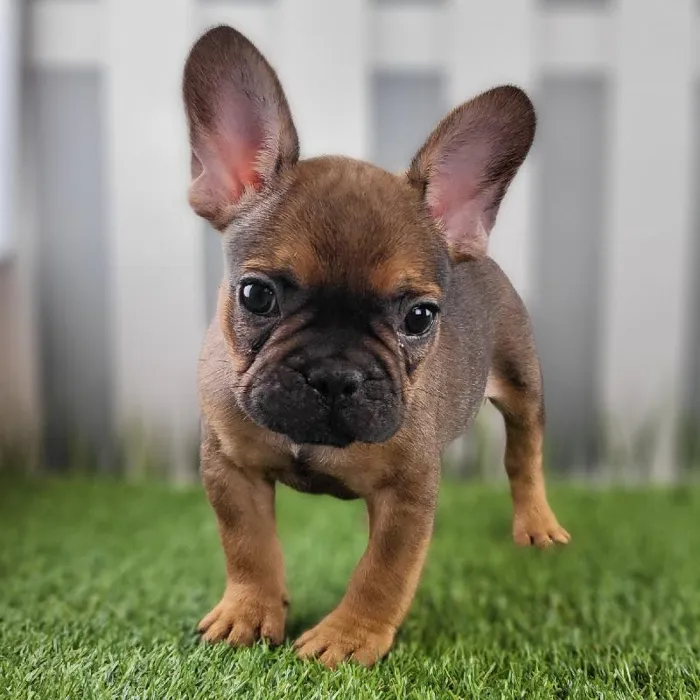 Male French Bulldog Puppy for Sale in Schererville, IN