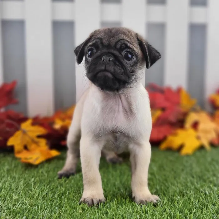 Female Pug Puppy for Sale in Schererville, IN