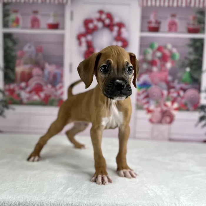 Male Boxer Puppy for Sale in Indianapolis, IN