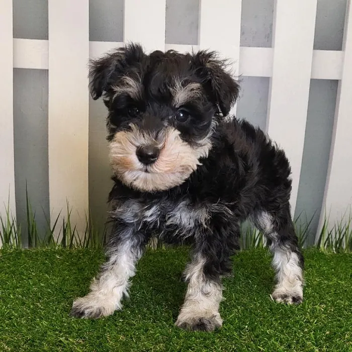 Male Miniature Schnauzer Puppy for Sale in Schererville, IN