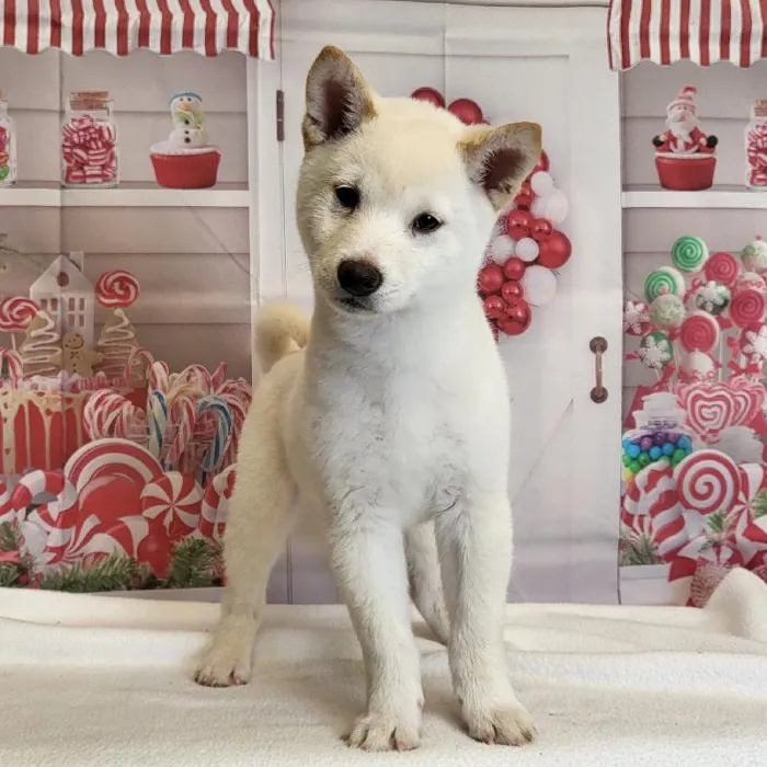 Male Shiba Inu Puppy for Sale in Indianapolis, IN