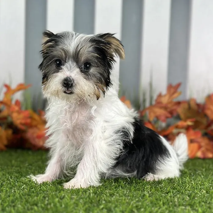 Female Morkie Puppy for Sale in Schererville, IN