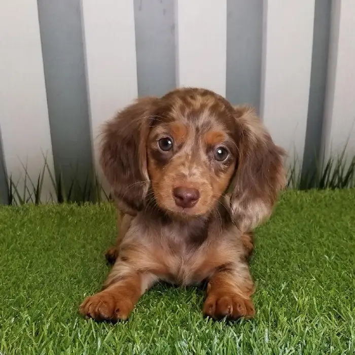 Female Miniature Dachshund Puppy for Sale in Schererville, IN