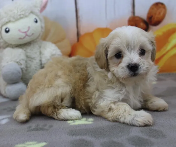 Female Maltipoo Puppy for Sale in Indianapolis, IN