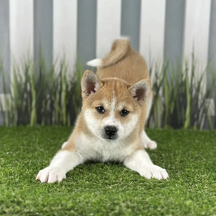 Male Shiba Inu Puppy for Sale in Indianapolis, IN