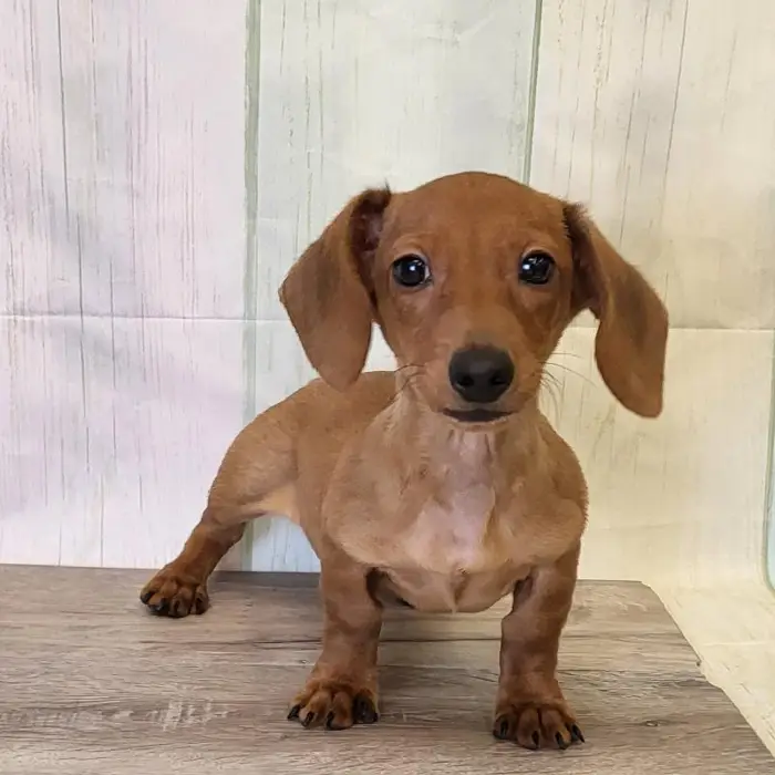 Female Miniature Dachshund Puppy for Sale in Schererville, IN