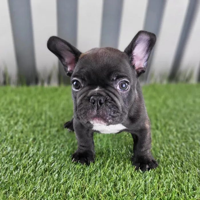 Male French Bulldog Puppy for Sale in Schererville, IN