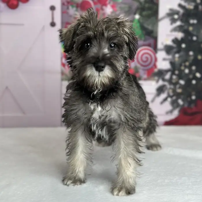Female Miniature Schnauzer Puppy for Sale in Schererville, IN