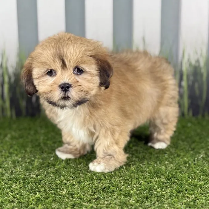Female Lhasa Apso Puppy for Sale in Indianapolis, IN