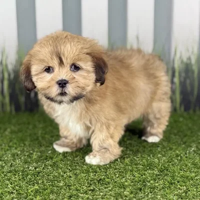 Female Lhasa Apso Puppy for Sale in Indianapolis, IN
