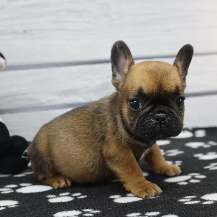 Female French Bulldog Puppy for Sale in Schererville, IN